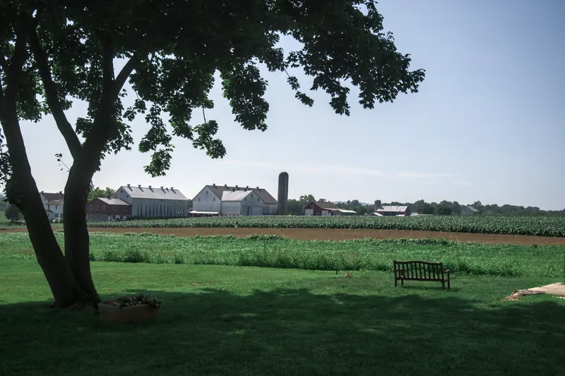 Amish barns and a silo across an open field, framed by a large tree.